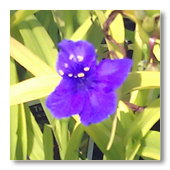 sample 4